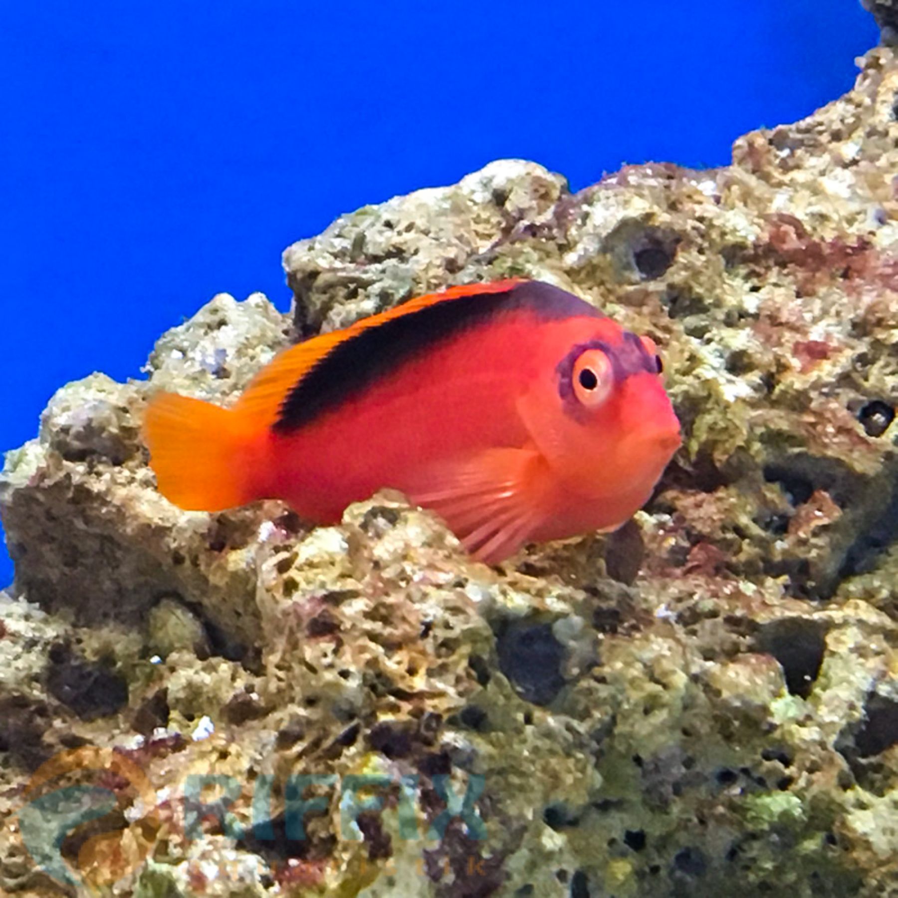 Neocirrhites armatus Feuer-Korallenwächter